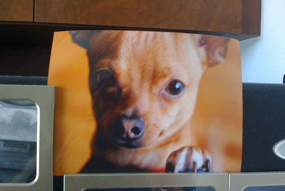 Ben Hogestyn Malibu Chihuahua Acrylic Dog Painting Reference Photo